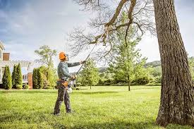 Best Fruit Tree Pruning  in Napili Honokowai, HI